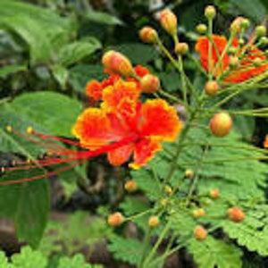 10+ Red Bird Plant