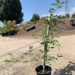 Jasminum humile ‘revolutum’- live plant 2ft tall in 6” pot