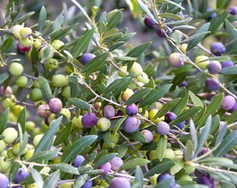 Olive ‘Arbequina’   - 1 Plants -  1 to 2   Feet Tall  -  Ship in Pot