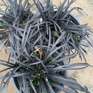 May include: Close-up of four black mondo grass plants in black pots. The plants have long, dark green leaves that are arranged in a radial pattern.