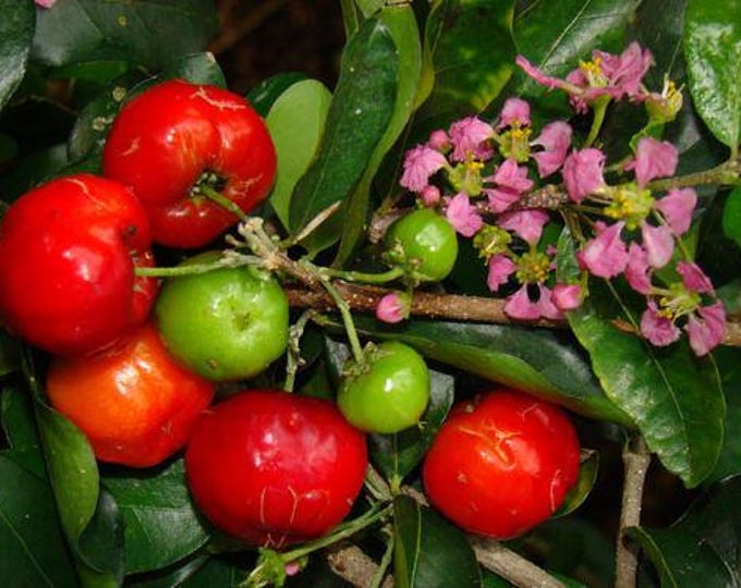 Barbados cherry (sơ ri gò công) - 4 feet tall - ship in 3 gal pot