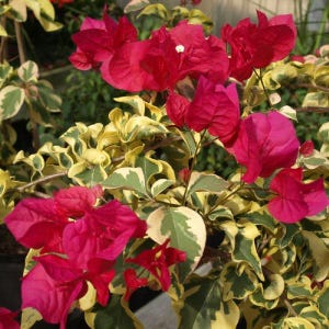 May include: A vibrant pink bougainvillea plant with green and yellow variegated leaves. The flowers are in full bloom, creating a colorful display.