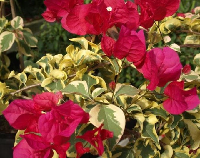 Raspberry ice bougainvillea - 1  feet tall - ship in 6" pot