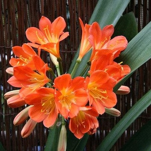 May include: A cluster of bright orange flowers with yellow centers, blooming on a green plant with long, narrow leaves. The flowers are arranged in a loose bouquet, with some petals overlapping.