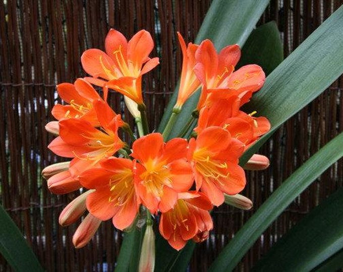 Clivia hybrid orange - 1 plants - 1 to 2  feet fall -  ship in 1 gal pot