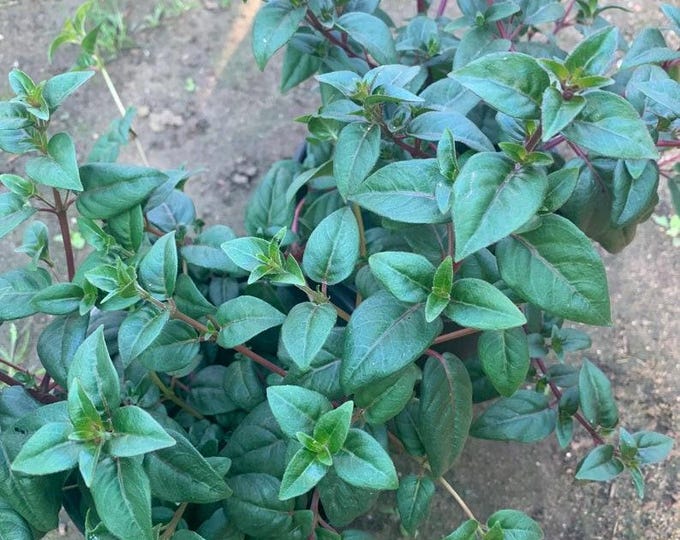Fuchsia blue eyes bush  - 1 plants  - 1  feet long  - ship in 6" pot
