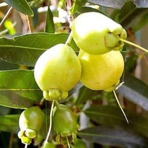 May include: Close-up of a branch of a tree with several yellow and green fruits. The fruits are round and have a smooth texture.