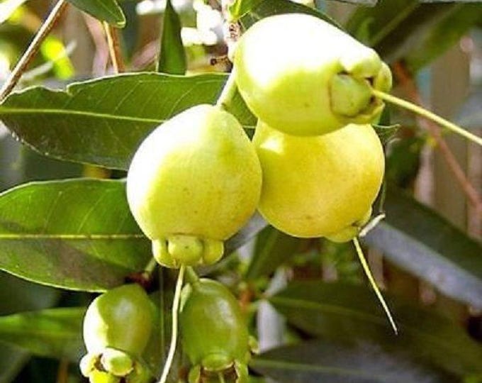 Rose apple cây ly - 1 plant  - 1 feet tall - ship in 1 gal pot