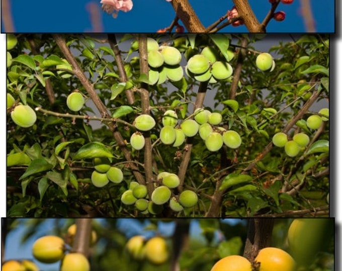 Koume Ume Flowering apricot  -  2 to 3  Feet Tall - Ship in  Pot