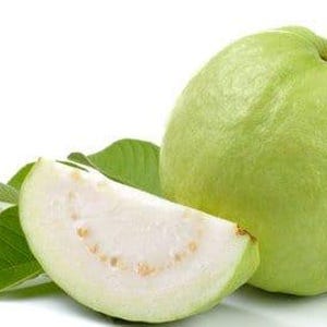 Thai guava - 1 to 2  feet tall   - ship in 6&quot; pot