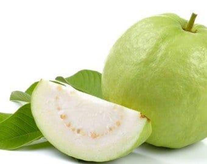 Thai guava - 1 to 2  feet tall   - ship in 6" pot
