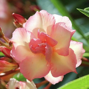 May include: A single pink and yellow flower with multiple petals blooms in a cluster of other buds. The flower is in focus and the background is blurred.
