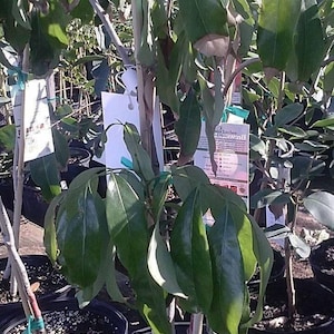 Sweet heart lychee - 2 to 3 feet tall - airlayered tree - ship 3 gal pot