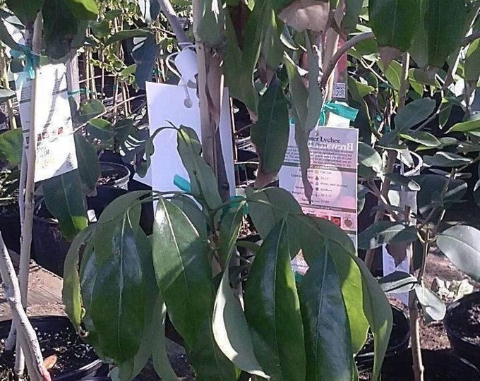 Sweet heart lychee - 2 to 3 feet tall - airlayered tree - ship 3 gal pot