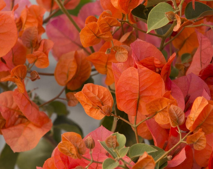 Bougainvillea Orange King 1-2 feet tall Ship in 3Gal Pot