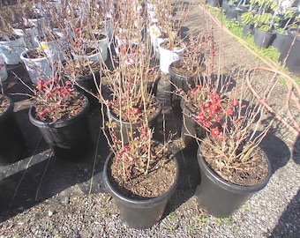 Flowering Quince (Chaenomeles Speciosa) Red - Ship in 3 Gal Nursery Pot