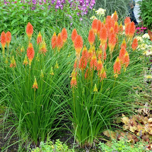 Kniphofia 'Papaya Popsicle'- 1 Feet Tall -  Ship in 6" Pot