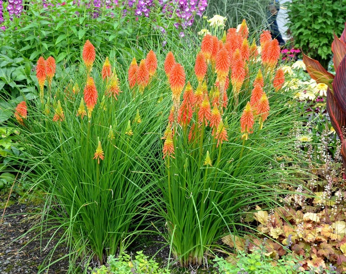 Kniphofia 'Papaya Popsicle'- 1 Feet Tall -  Ship in 6" Pot