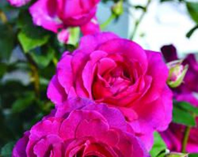 Rose Showpiece Berrry - 2 feet tall - ship in 6" pot