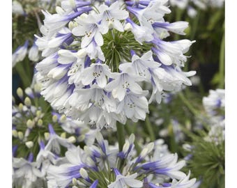 Agapanthus indigo frost 1 live plant  ship in 6" pot
