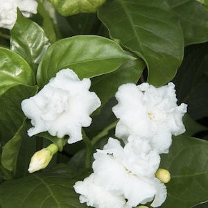 May include: Close-up of white flowers with ruffled petals blooming on a green leafy plant. The flowers are clustered together and have a delicate, soft appearance.
