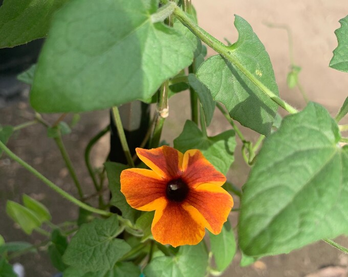 Amber stripes thunbergia alata vine live plant  ship in 6" pot