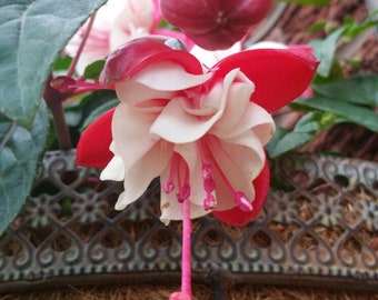 Fuchsia 'Sir Matt Busby'   - 1 Plants  - 1  feet Long  - Ship in 6" Pot