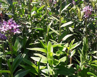Vibrant Spathoglottis plicata - Ground Orchid | Yellow Flowers | Easy Care Orchid for Home and Garden