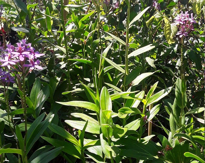Purple epidendrum orchid plants - 1 to 2  feet tall - ship in 6" pot