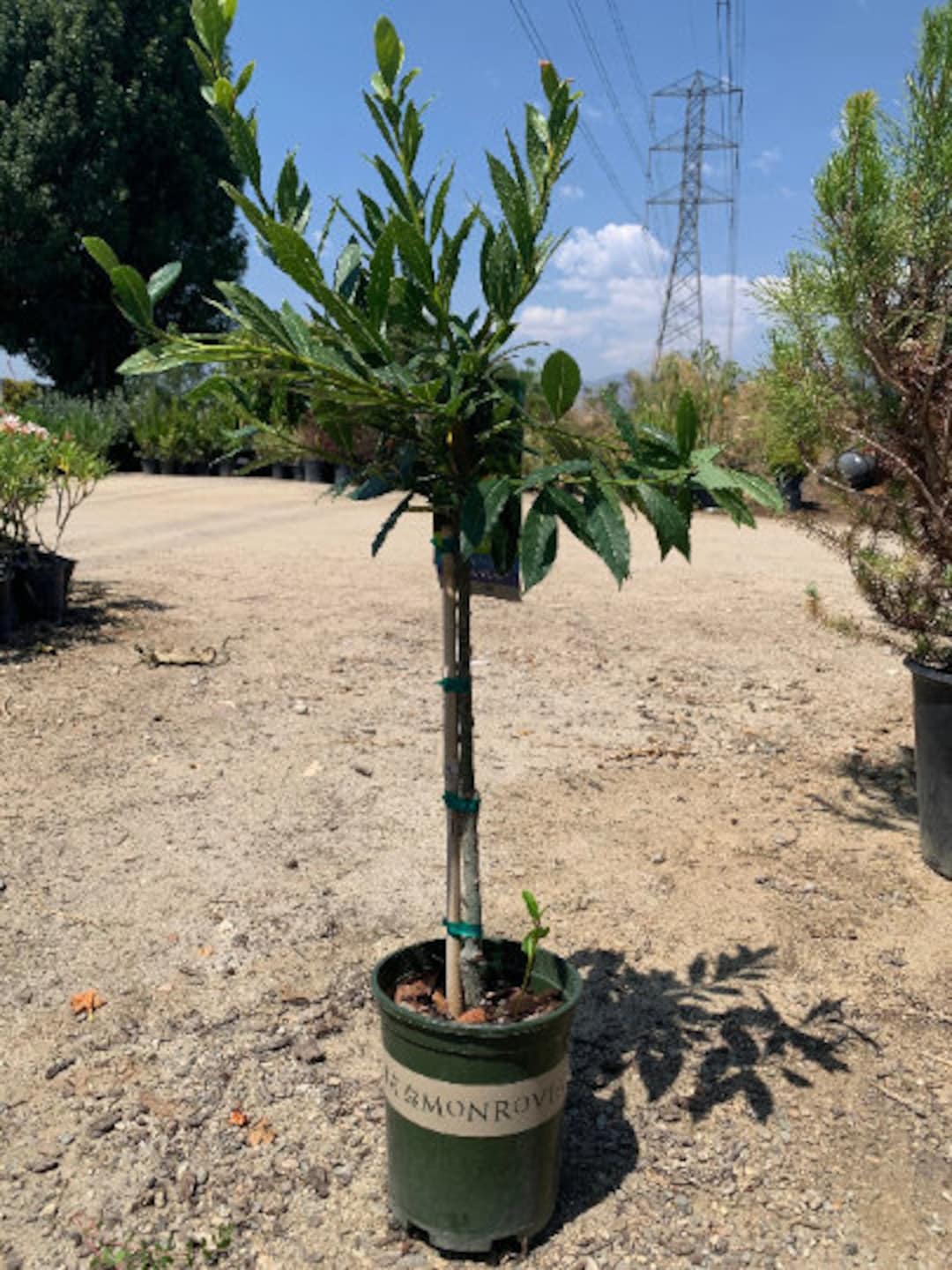 Little Ragu Sweet Bay Live Plant 2ft Tall in 6 Pot Etsy