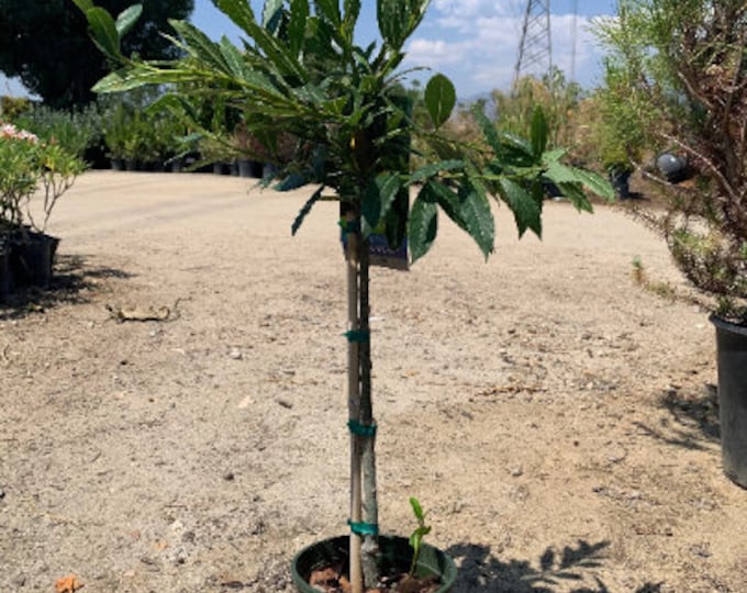 Little Ragu Sweet Bay- live plant 2ft tall in 6” pot