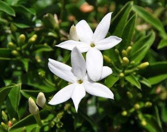 South african jasmine-jasmine angulare  ship in 6" pot