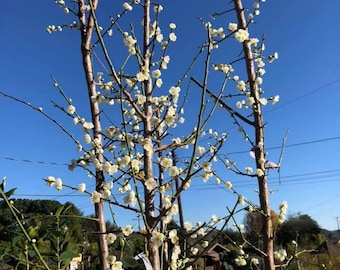 Bungo Flowering Apricot Tree, Ume, Bare Root, 3/8