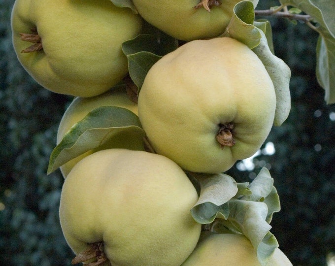 Pineapple Quince -  1 Plants - 4 to 4 Feet Fall -  Ship in 3 Gal Pot