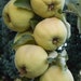 see more listings in the Fruiting section