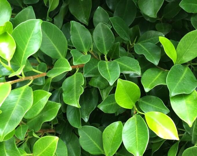 Ficus Nitida   - 1  Plant - 2   Feet Tall - Ship in 6" Pot