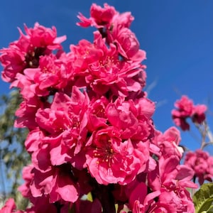 Early Red Flowering Peach -  2  Feet Tall - Ship in 6" Pot