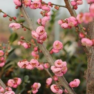 Prunus mume &#39;peggy clarke&#39;- 2 to 3 feet tall - grafted tree - ship in pot