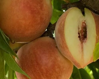 Peach 'Babcock' - 2 to 3 Feet Tall - Ship in  pot