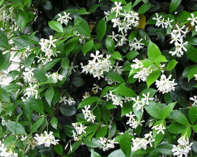 Star Jasmine - Trachelospermum jasminoides - 1  Plant - 2 to 3 Feet Tall - Ship in 3 Gal Pot