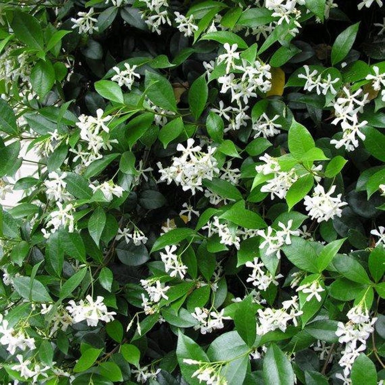 Star Jasmine Trachelospermum jasminoides 1 Plant 2 to 3 Feet Tall Ship in 3 Gal Pot image 1