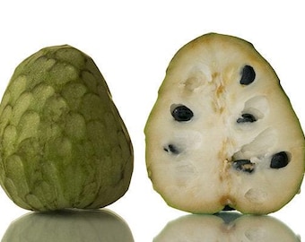 Pierce cherimoya - 1 plant - 1 feet tall - ship in 6" pot