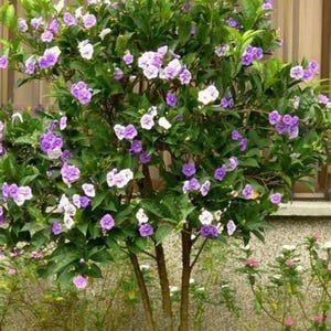 Brunfelsia floribunda- 1 Plants -  8" to 1 feet Tall - ship in 6" pot