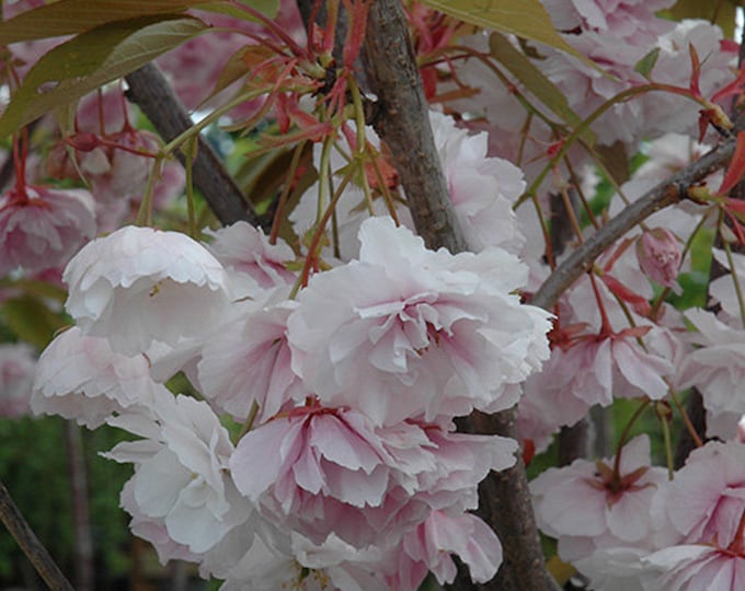 Shirofugen Flowering Cherry -  3 to 4  Feet Tall - Ship in 3 Gal Pot