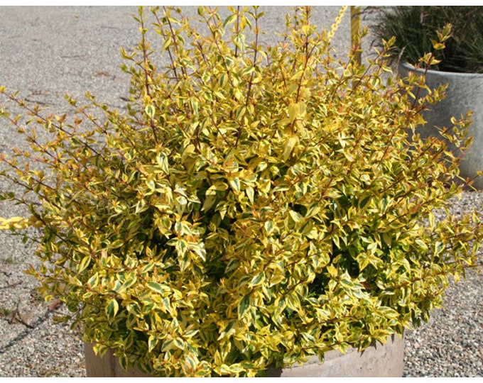 Abelia x grandiflora 'Kaleidoscope' - 1 Stater Plant  - 8" to 1 Feet Tall -  Ship in 6" Pot