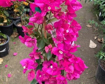 Bougainvillea miami pink 1 live plant 1-2 feet tall 1 gallon pot