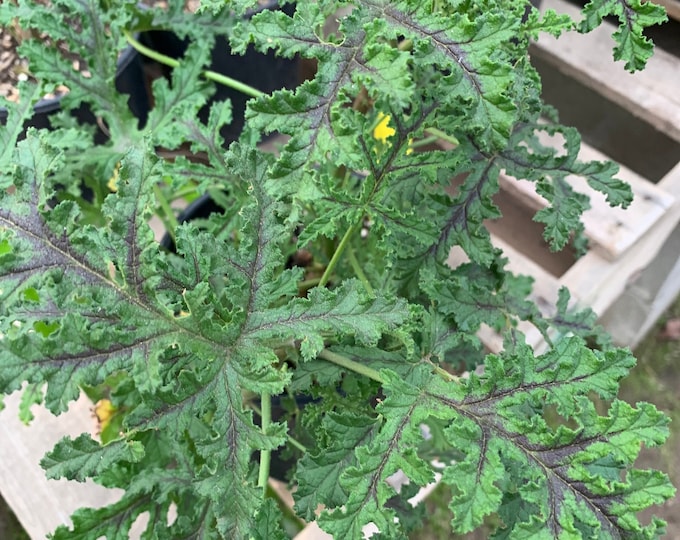 Oakleaf geranium (pelargonium quercifolium) live plant  ship in 6" pot