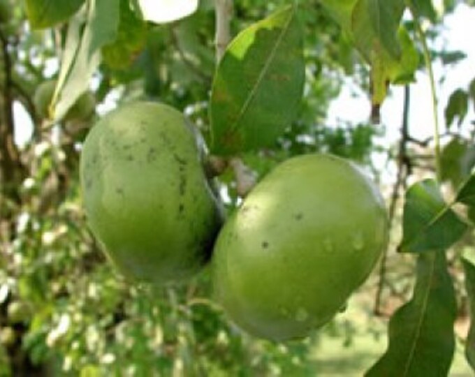 BLACK SAPOTE -  1 to 2 Feet Tall - Ship in 3Gal Pot