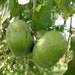 see more listings in the Fruiting section