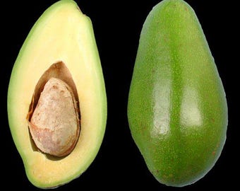 Doni avocado tree- 3  feet tall - grafted tree - ship in 3Gal Pot